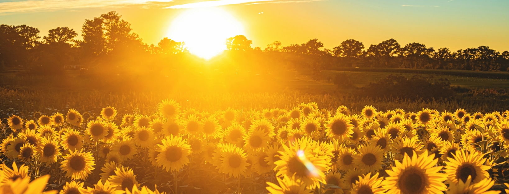 sunflower field under blue sky during sunset